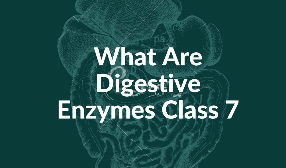 What-Are-Digestive-Enzymes-Class-7